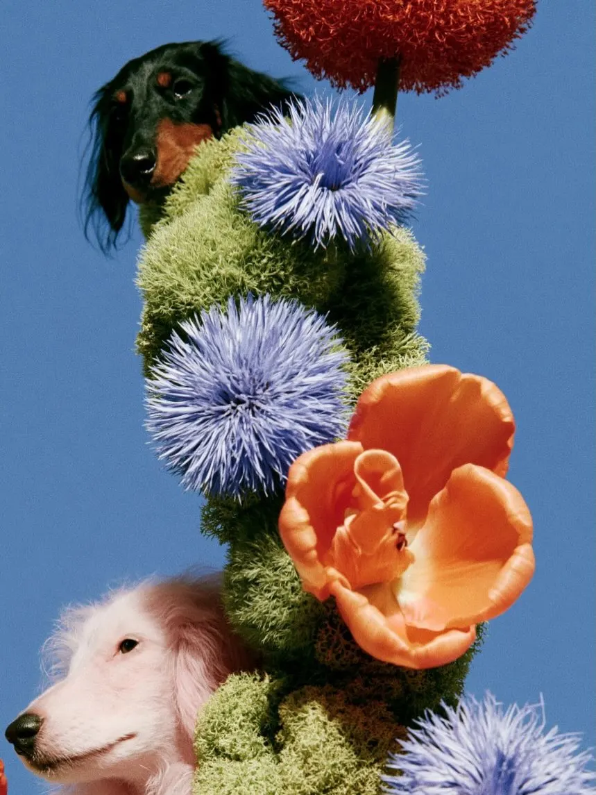 Two spaniels sitting inside a hedge sculpted from blue and orange flowers
